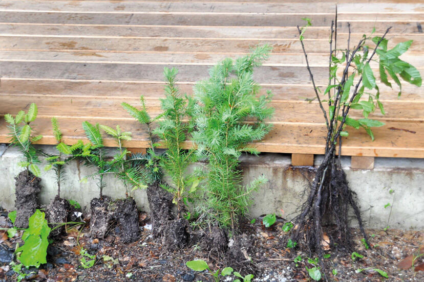 plants